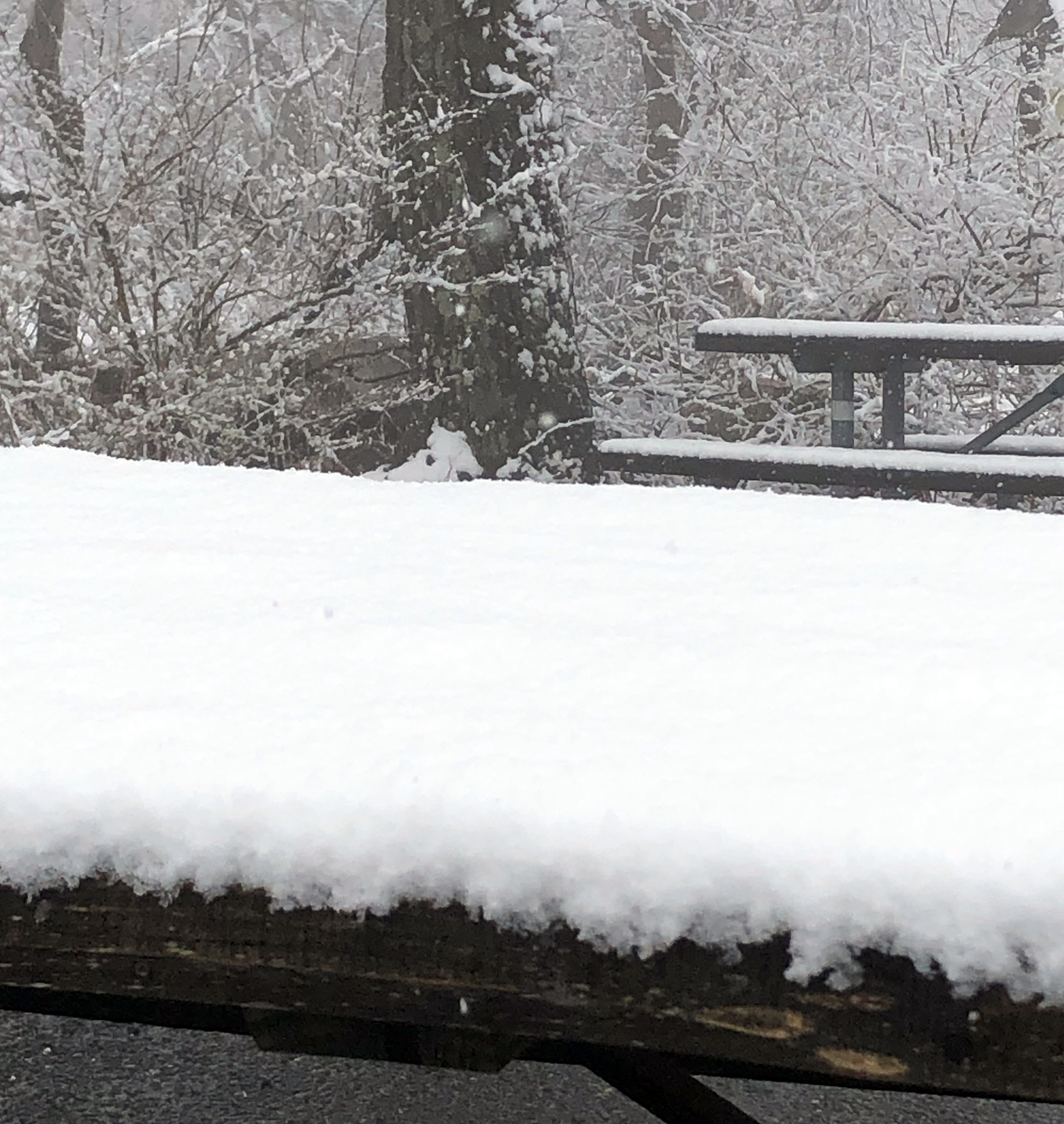 Photo of fresh snowfall at High Point State Park on April 3rd. Photo courtesy of Anthony Glentz.