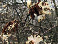 Damaged Magnolia