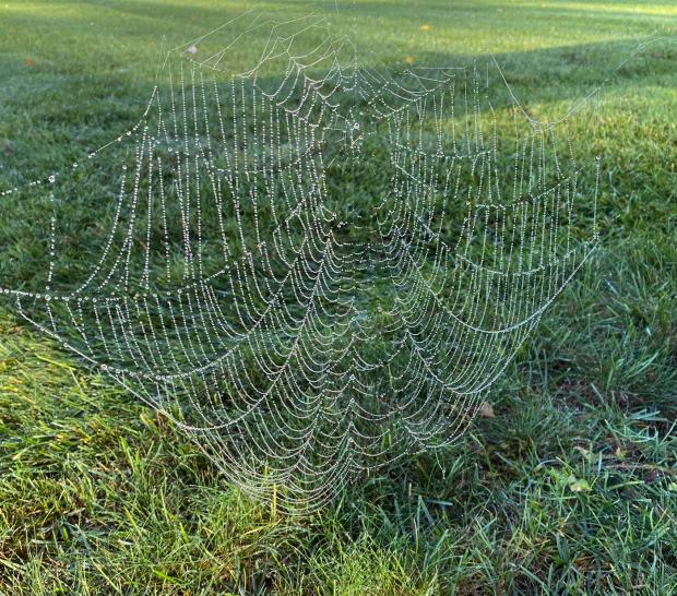 Dew spider web on the morning of October 14th in Sussex County