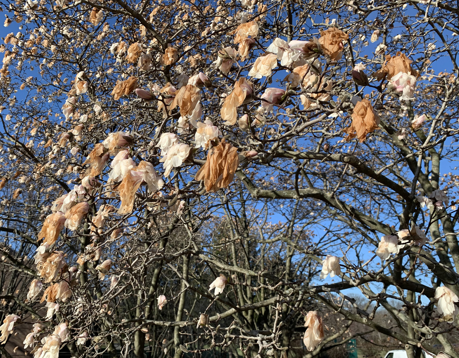 Damaged magnolia flowers on March 29th at Rutgers University Livingston Campus in Piscataway
