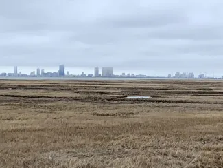 emerging from dormancy