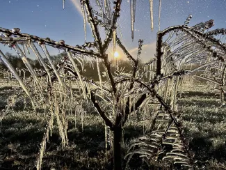 ice encased branches